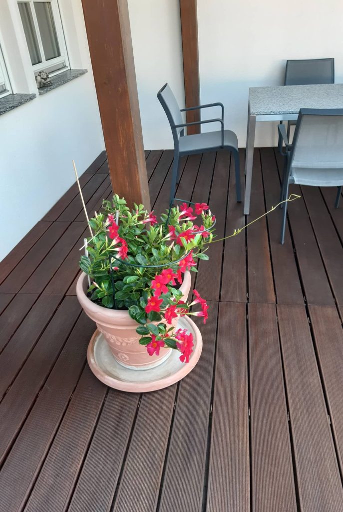 renovacia-dreva-galeria-2